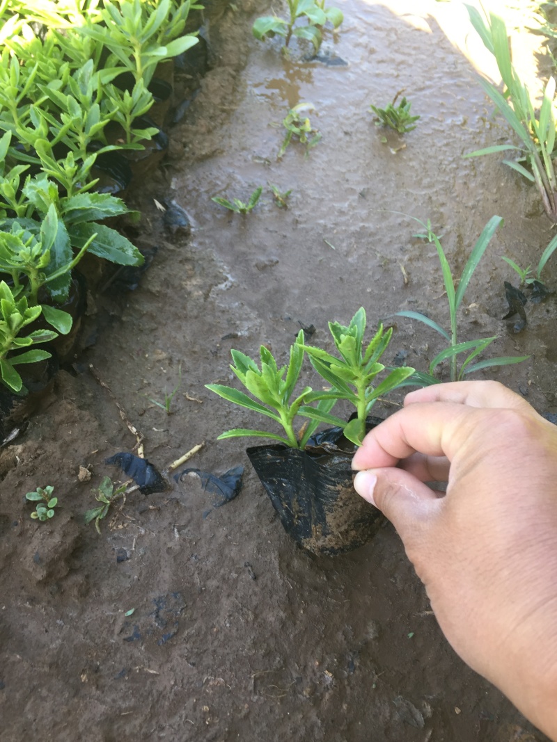 费菜自产自销费菜种植基地费菜农户直销