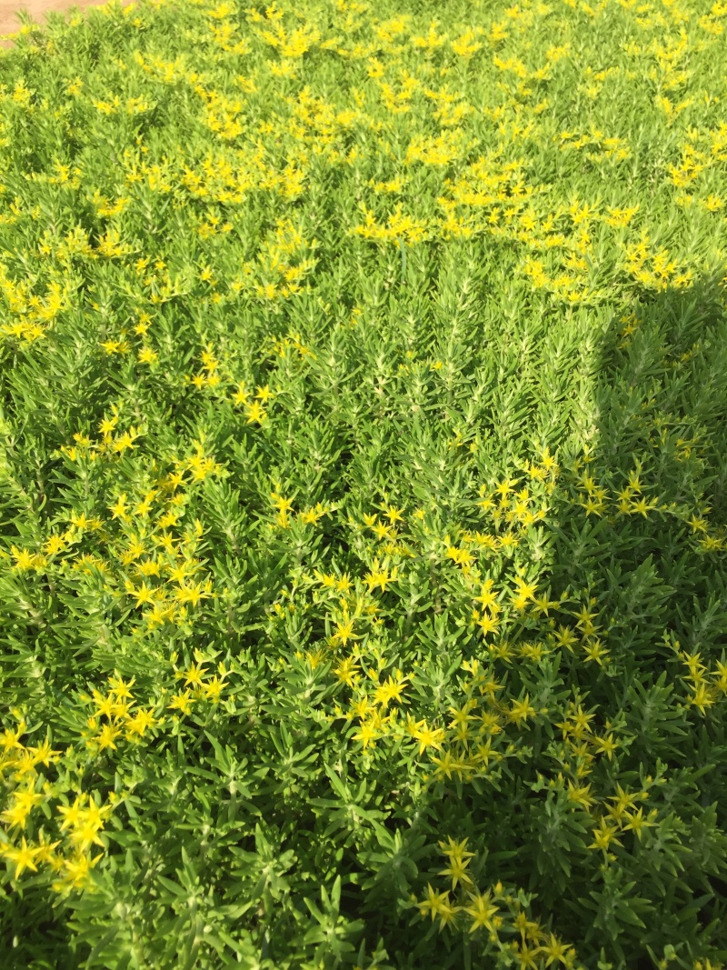 费菜自产自销费菜种植基地费菜农户直销