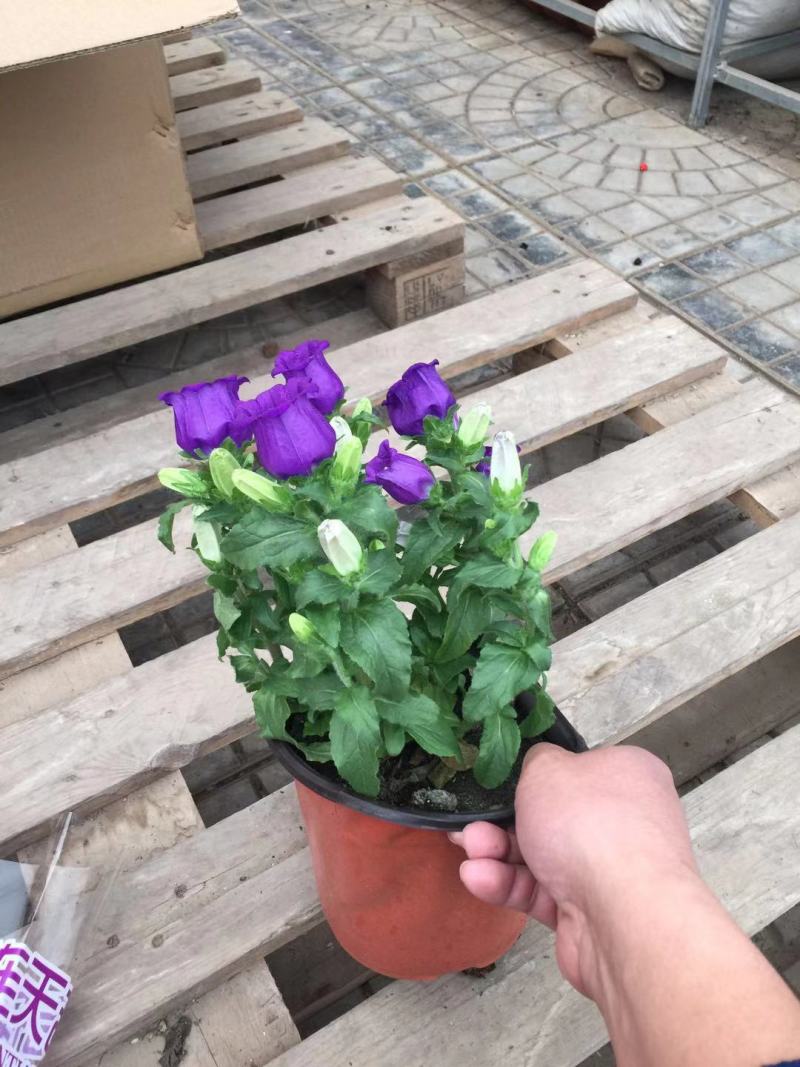 花卉盆景风铃草自产自销风铃草种植基地青州风铃草
