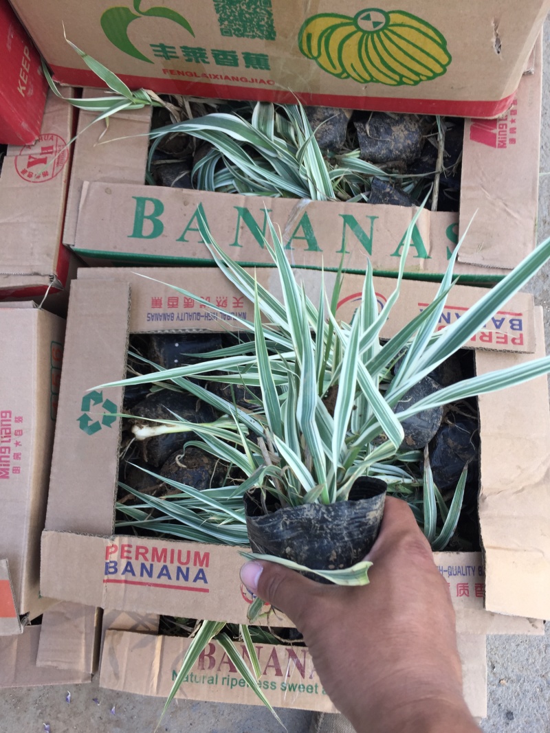 花叶芦竹种植基地花叶芦竹80万低价丛生花叶芦竹