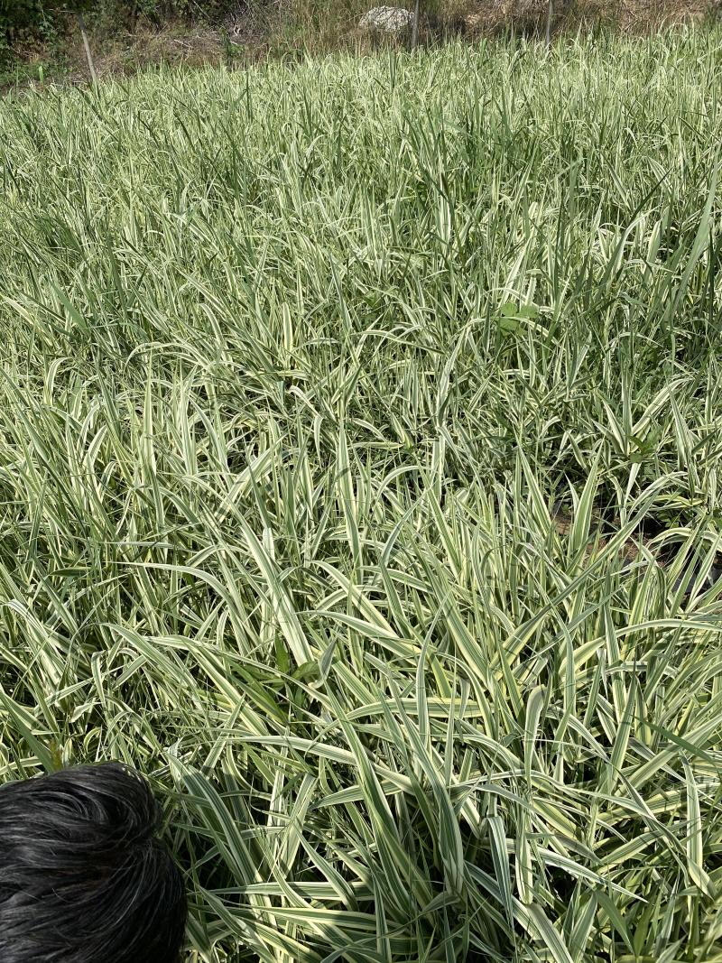 花叶芦竹种植基地花叶芦竹80万低价丛生花叶芦竹