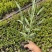 花叶芦竹种植基地花叶芦竹80万低价丛生花叶芦竹