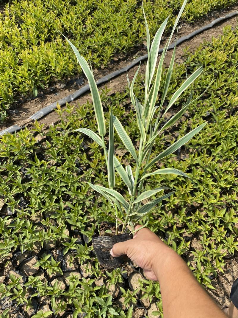 花叶芦竹种植基地花叶芦竹80万低价丛生花叶芦竹