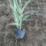 花叶芦竹种植基地花叶芦竹80万低价丛生花叶芦竹