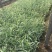 花叶芦竹种植基地花叶芦竹80万低价丛生花叶芦竹