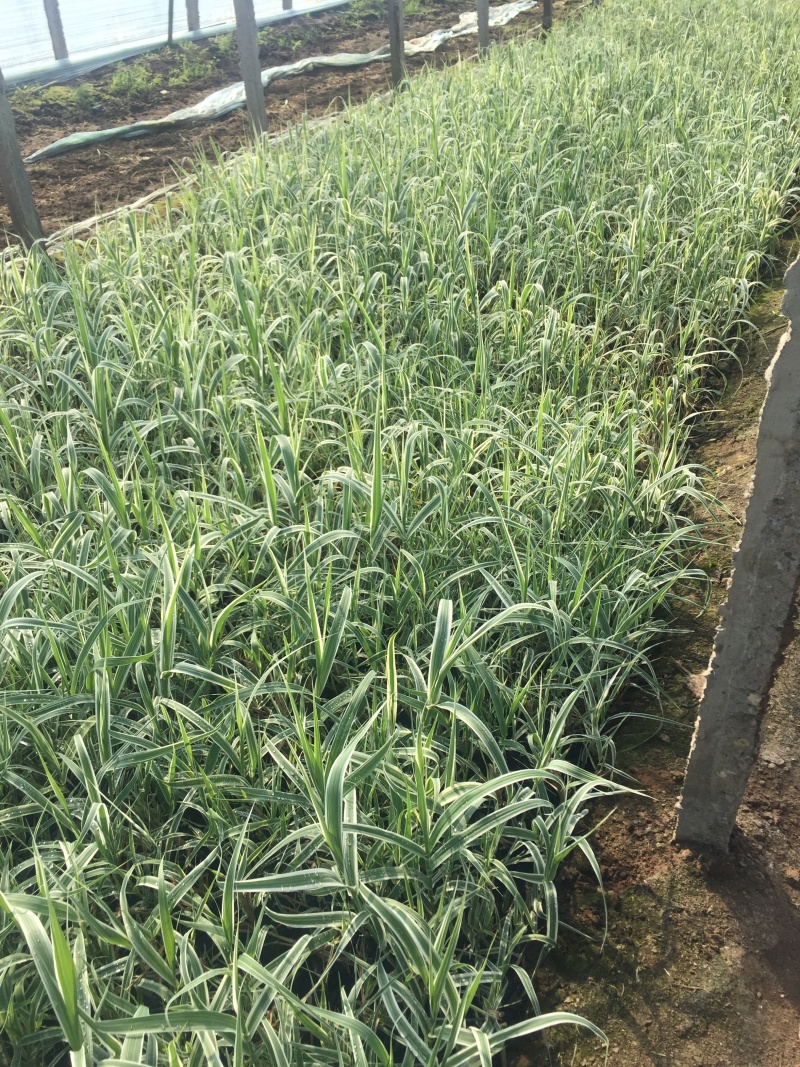 花叶芦竹种植基地花叶芦竹80万低价丛生花叶芦竹