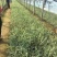花叶芦竹种植基地花叶芦竹80万低价丛生花叶芦竹