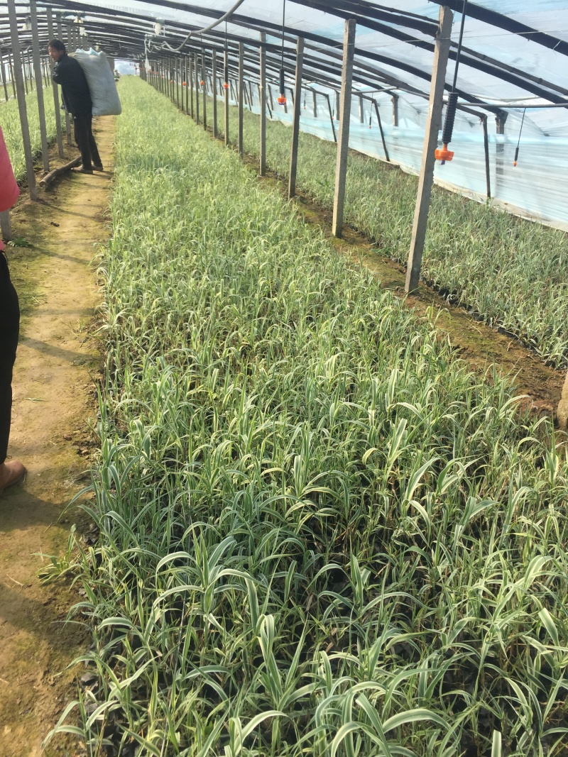花叶芦竹种植基地花叶芦竹80万低价丛生花叶芦竹