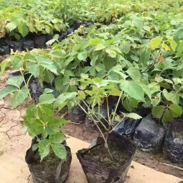爬山虎自产自销爬山虎农户直销60万处理