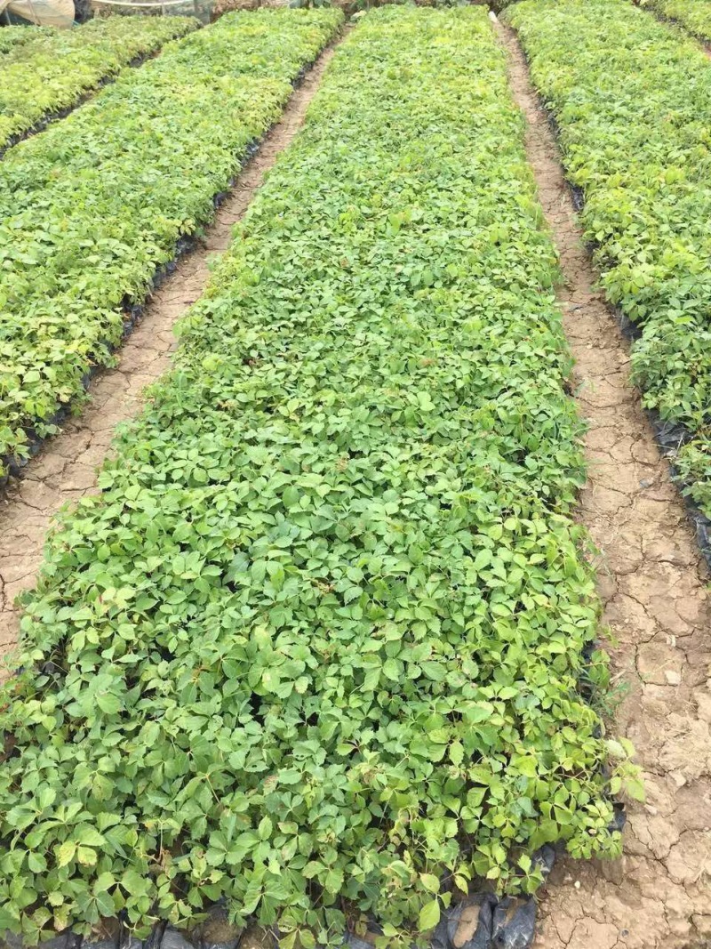 爬山虎自产自销爬山虎农户直销60万处理