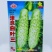 水果黄瓜种子早熟口感好农家小院种植优选品种春秋种植
