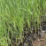 香蒲自产自销香蒲农户直销60万低价处理