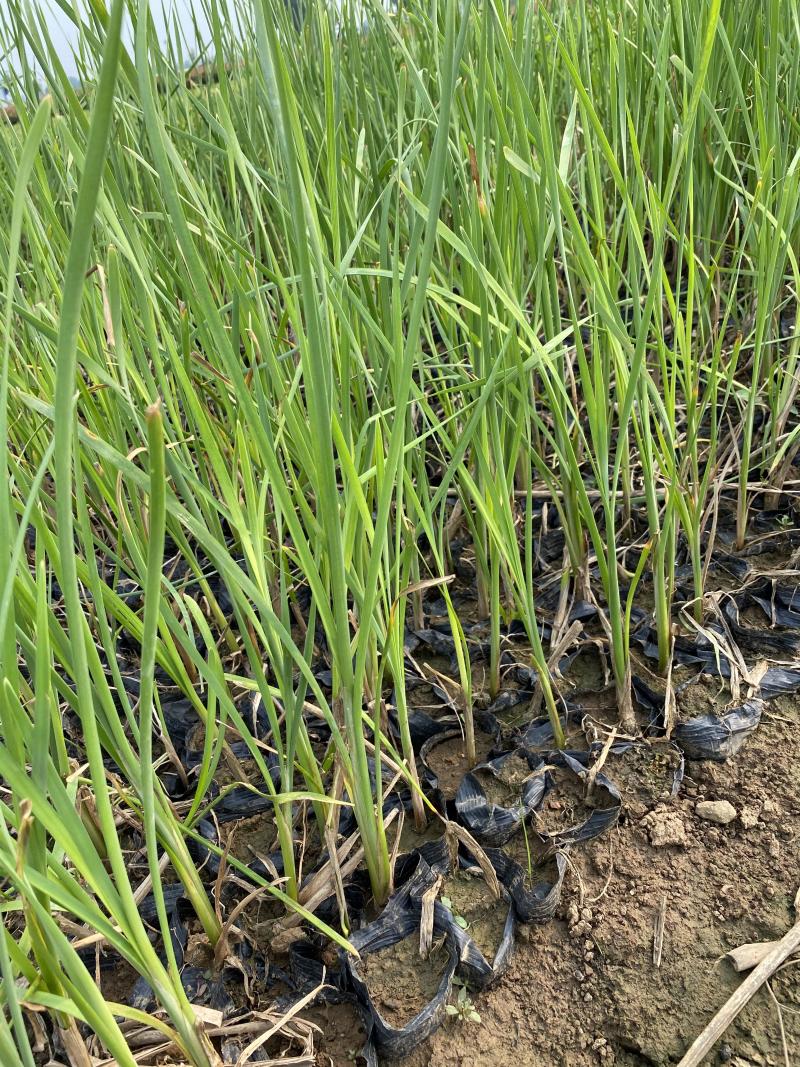 香蒲自产自销香蒲农户直销60万低价处理