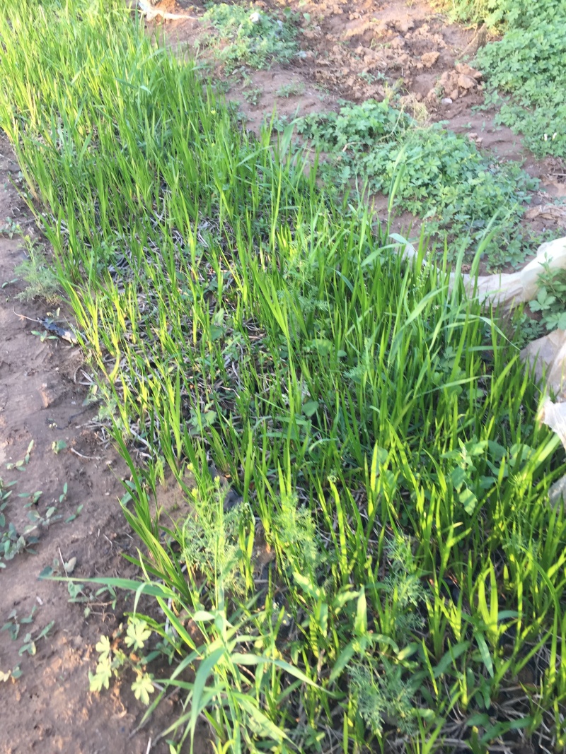 香蒲自产自销香蒲农户直销60万低价处理