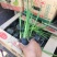 香蒲自产自销香蒲农户直销60万低价处理