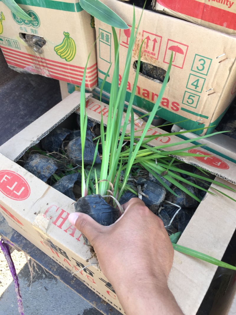 香蒲自产自销香蒲农户直销60万低价处理