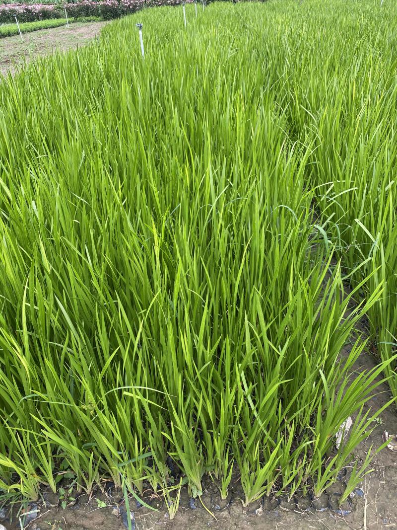 香蒲自产自销香蒲农户直销60万低价处理