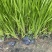香蒲自产自销香蒲农户直销60万低价处理