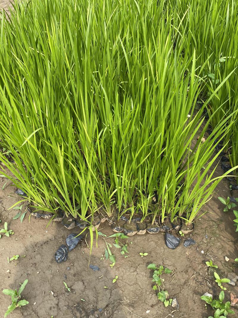 香蒲自产自销香蒲农户直销60万低价处理