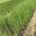 香蒲自产自销香蒲农户直销60万低价处理