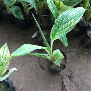 花叶美人蕉农户直销花叶美人蕉种植基地花叶美人蕉
