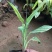 花叶美人蕉农户直销花叶美人蕉种植基地花叶美人蕉