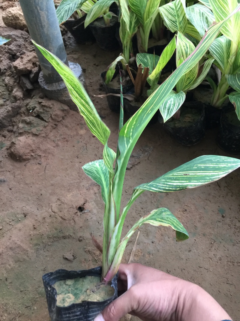 花叶美人蕉农户直销花叶美人蕉种植基地花叶美人蕉