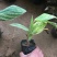 花叶美人蕉农户直销花叶美人蕉种植基地花叶美人蕉