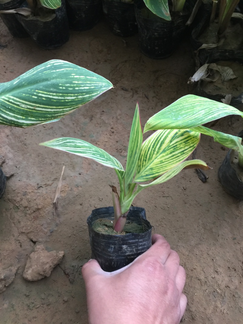花叶美人蕉农户直销花叶美人蕉种植基地花叶美人蕉