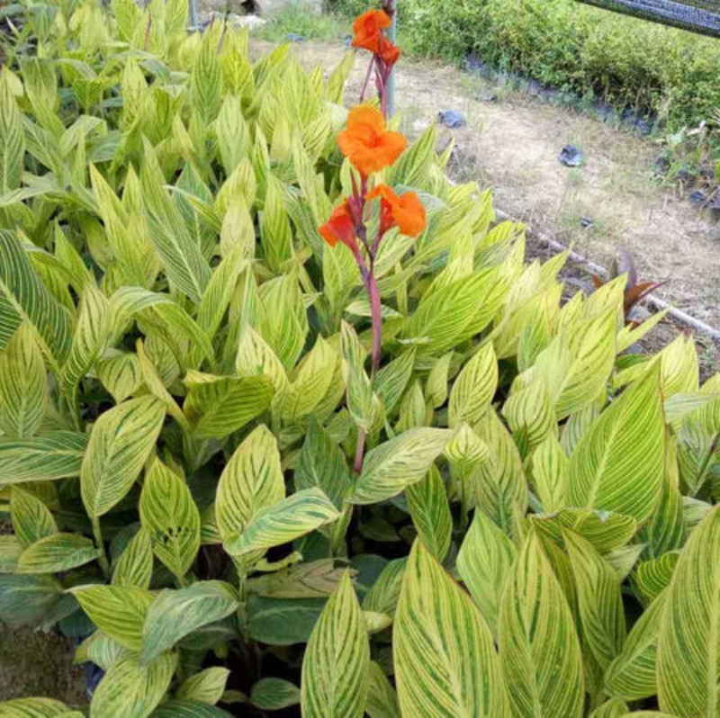 花叶美人蕉农户直销花叶美人蕉种植基地花叶美人蕉