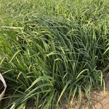 水生鸢尾自产自销水生鸢尾种植基地600万水生鸢尾低价处理