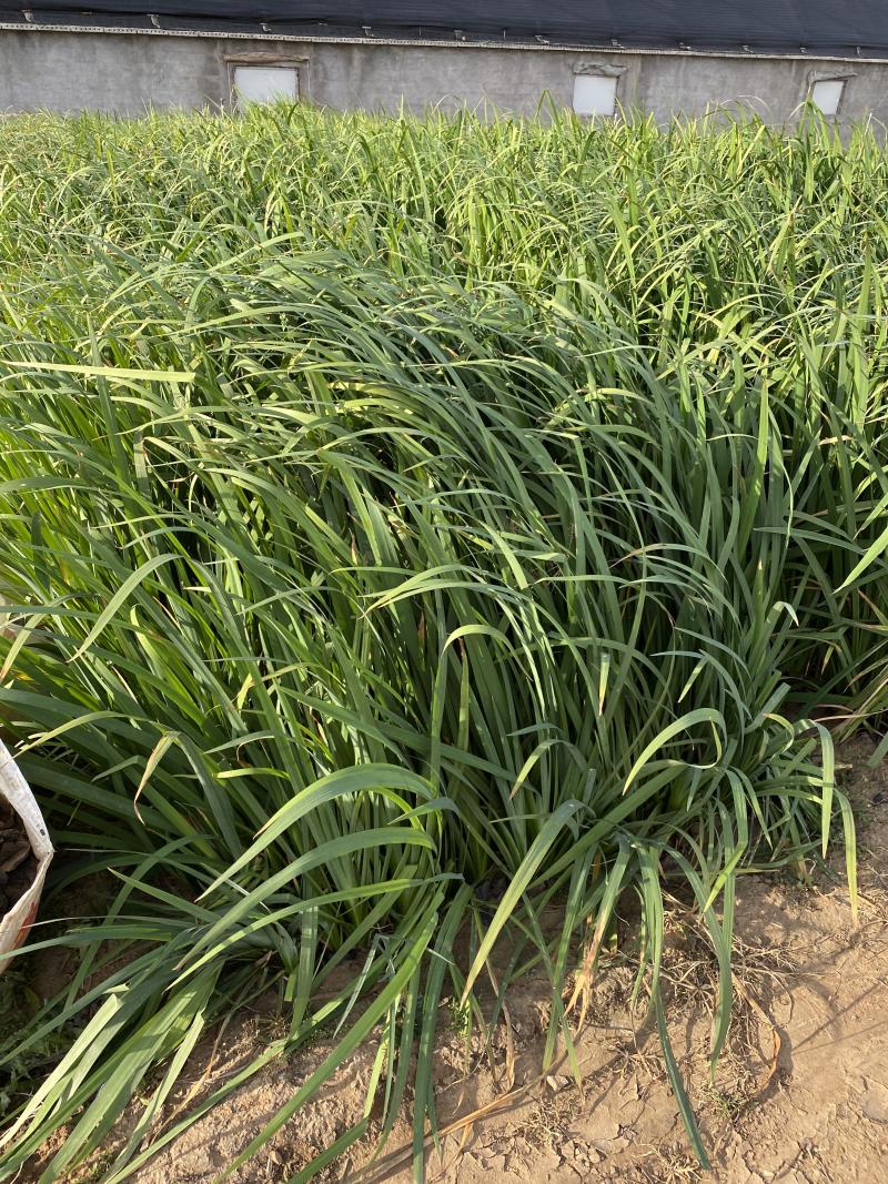 水生鸢尾自产自销水生鸢尾种植基地600万水生鸢尾低价处理