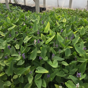 梭鱼草自产自销梭鱼草80万低价处理青州梭鱼草