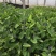梭鱼草自产自销梭鱼草80万低价处理青州梭鱼草