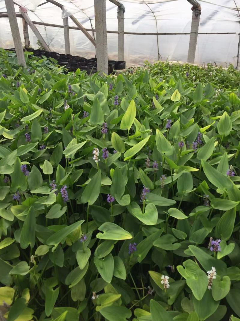 梭鱼草自产自销梭鱼草80万低价处理青州梭鱼草