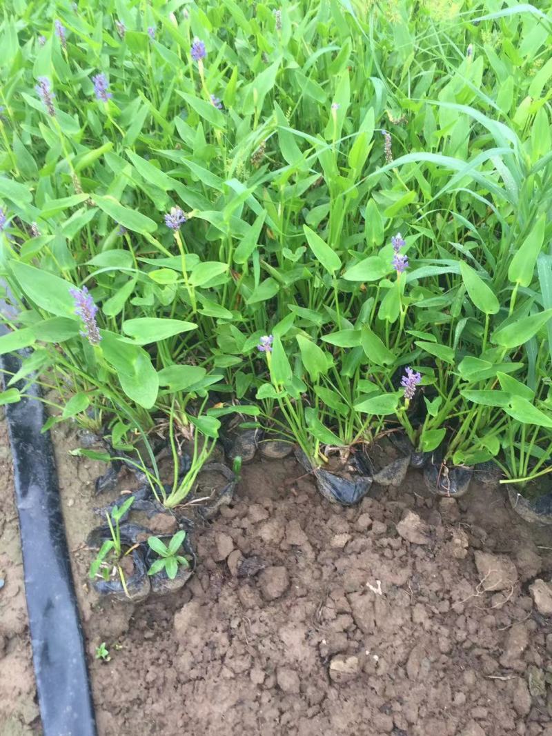 梭鱼草自产自销梭鱼草80万低价处理青州梭鱼草