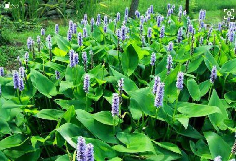 梭鱼草自产自销梭鱼草80万低价处理青州梭鱼草