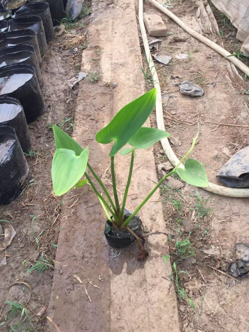 梭鱼草自产自销梭鱼草80万低价处理青州梭鱼草