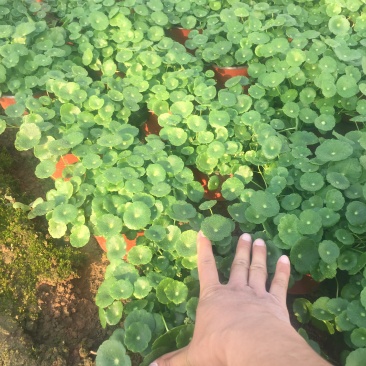 香菇草自产自销香菇草种植基地青州香菇草