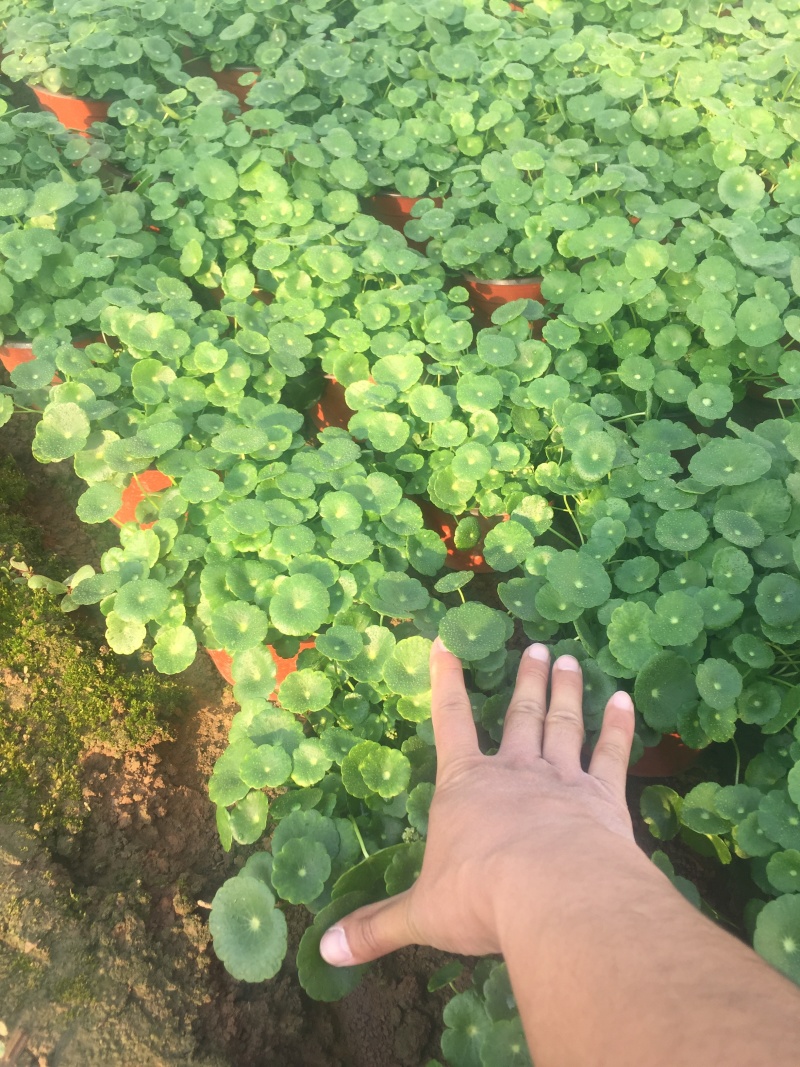 香菇草自产自销香菇草种植基地青州香菇草