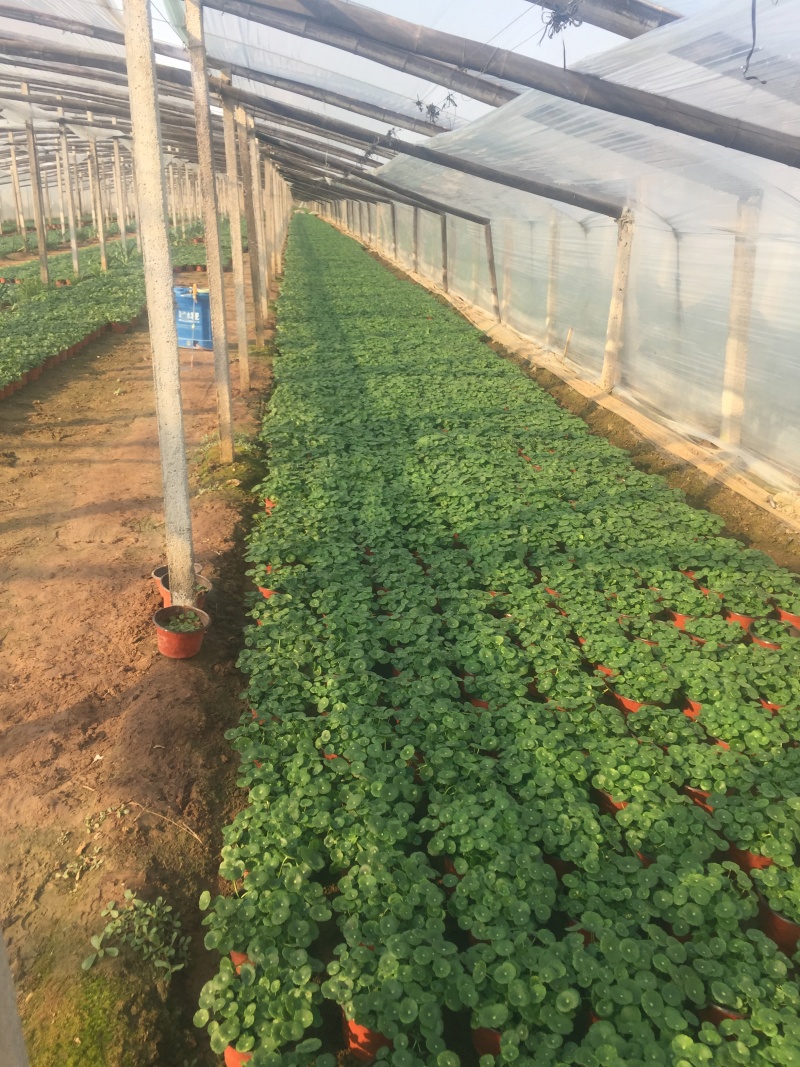 香菇草自产自销香菇草种植基地青州香菇草