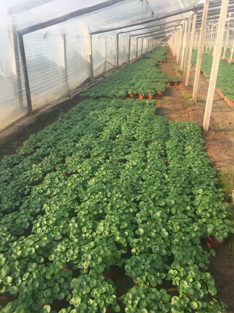 香菇草自产自销香菇草种植基地青州香菇草