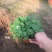 香菇草自产自销香菇草种植基地青州香菇草