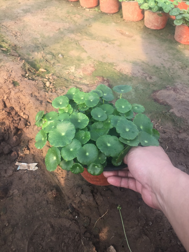 香菇草自产自销香菇草种植基地青州香菇草