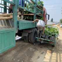 荷花自产自销600万荷花品种荷花低价处理