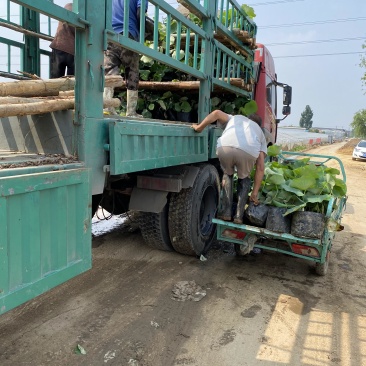 荷花自产自销600万荷花品种荷花低价处理