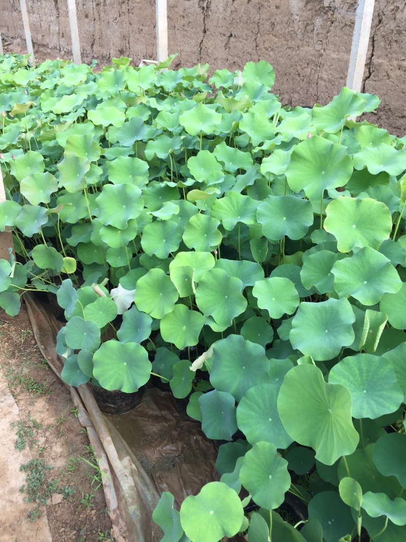 荷花自产自销600万荷花品种荷花低价处理