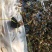 睡莲自产自销睡莲种植基地睡莲60万低价处理