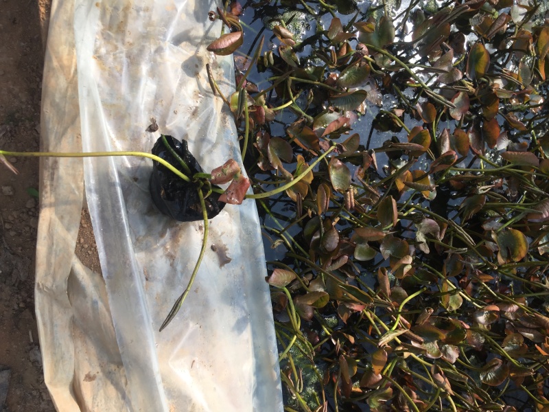 睡莲自产自销睡莲种植基地睡莲60万低价处理