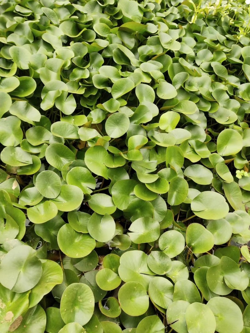 睡莲自产自销睡莲种植基地睡莲60万低价处理